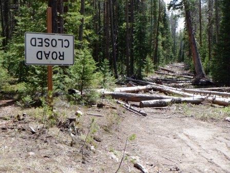 Road Closed by beetle kill dead fall